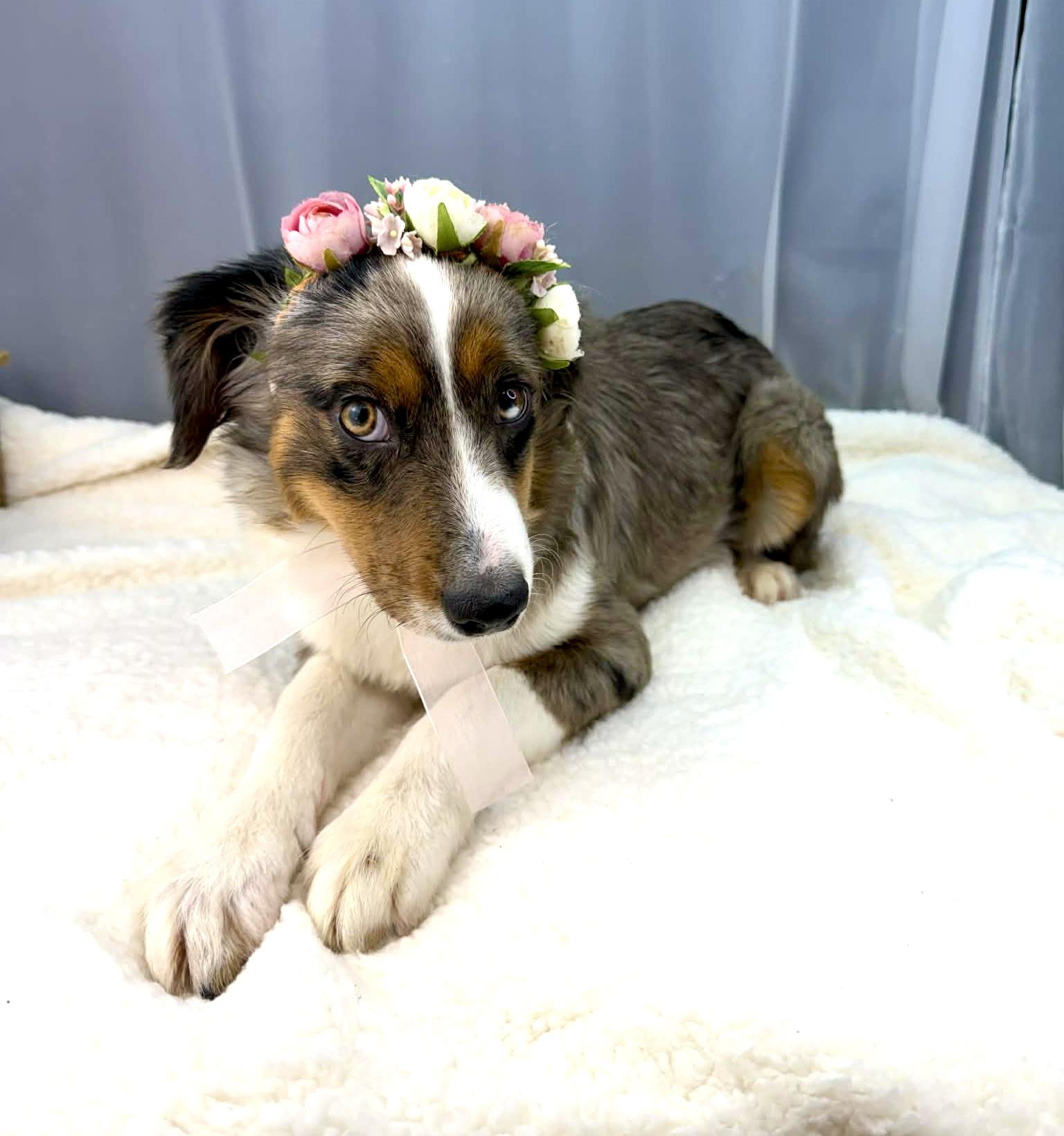 Enlarge Genevieve , an adopted Australian Shepherd in Foley, AL image 2/6