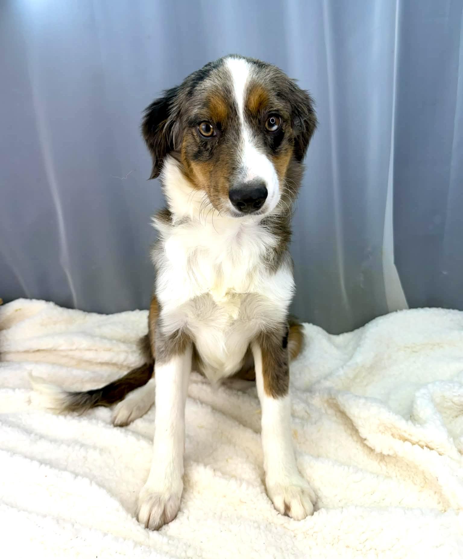 Enlarge Genevieve , an adopted Australian Shepherd in Foley, AL image 5/6