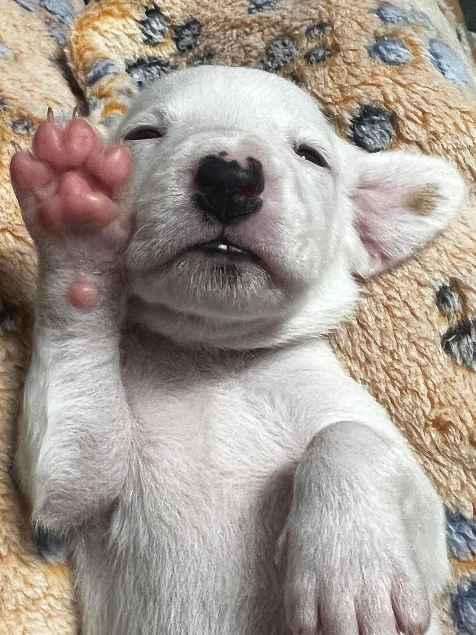 Daffy, Adopted, Puppy Female Mixed Breed.