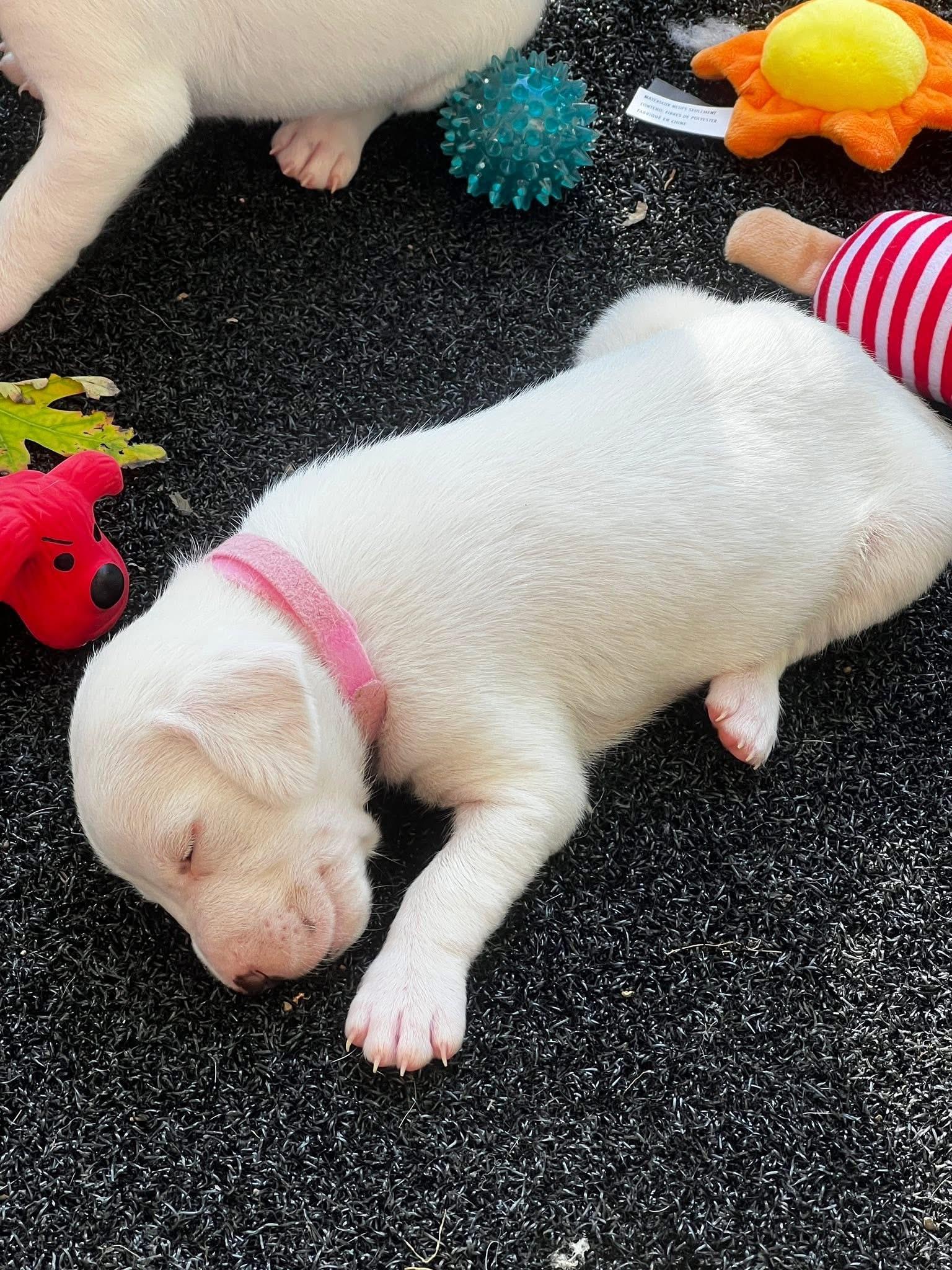 Daffy, a Adopted Mixed Breed in Algonquin, IL image 4/4