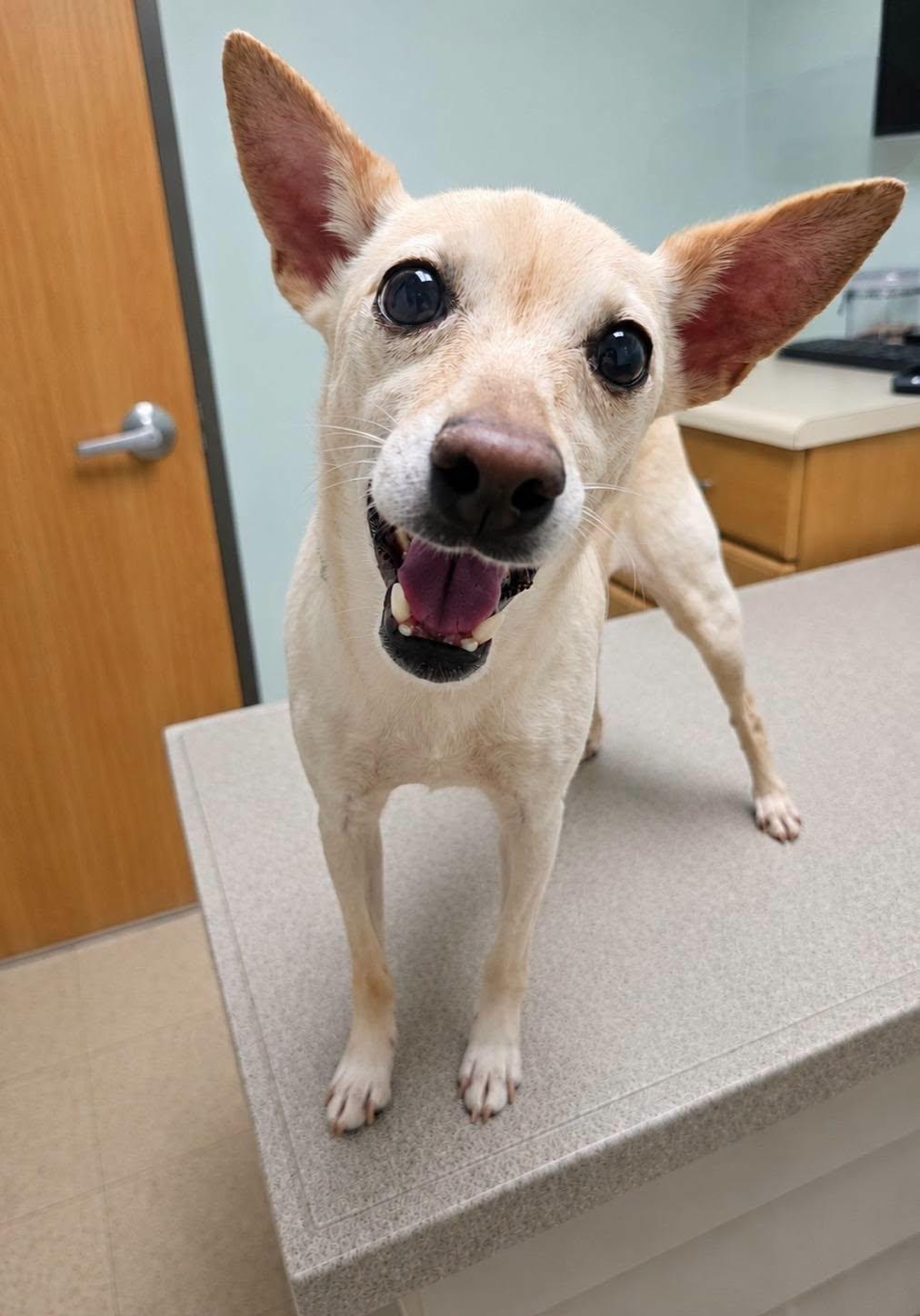 Angel, Adoptable, Senior Male Mixed Breed.