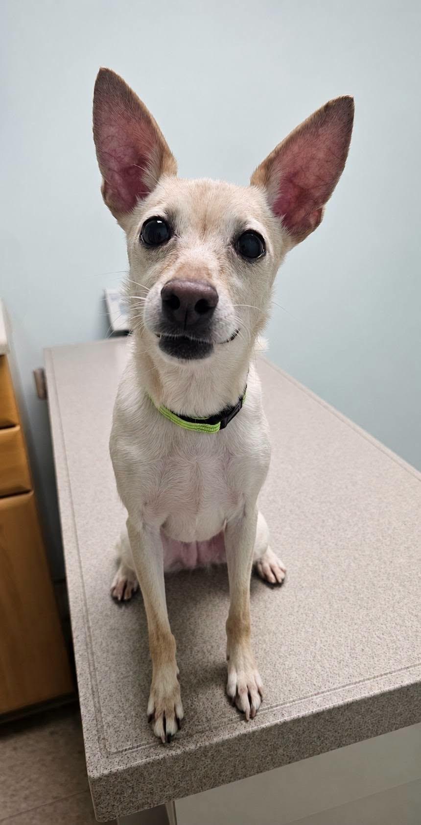 Angel, a Adoptable Mixed Breed in Fairmont, WV image 2/3