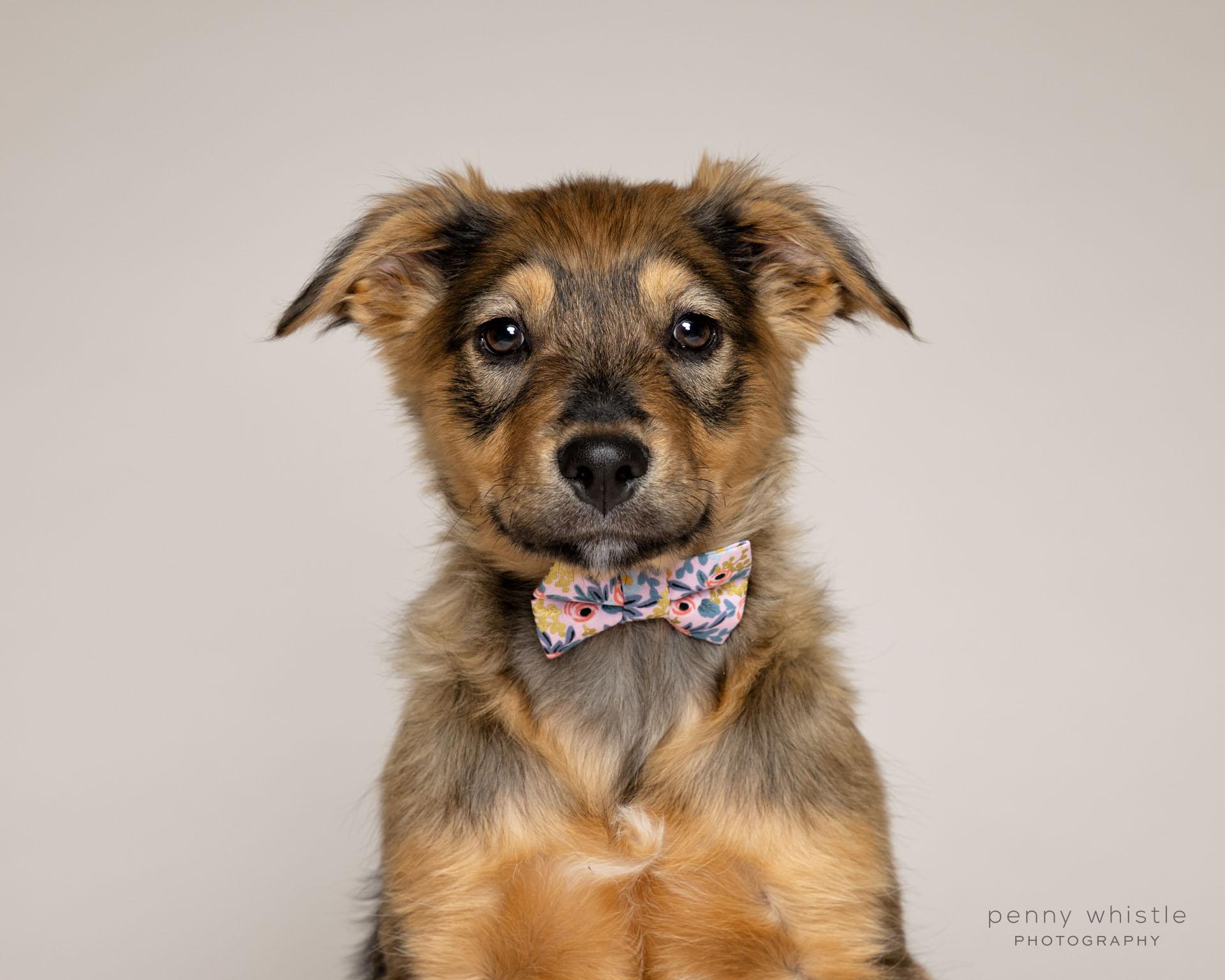 Enlarge Murphy , an adopted mixed breed in Coppell, TX image 1/3