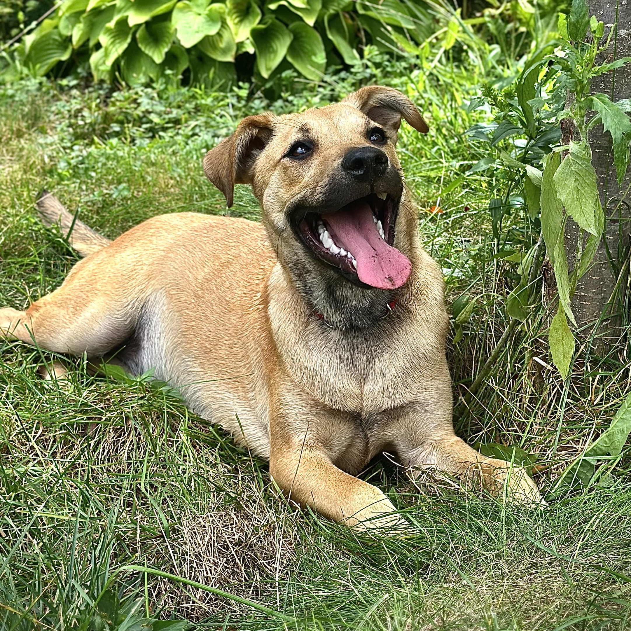 Tilly, Adoptable, Young Female Labrador Retriever.