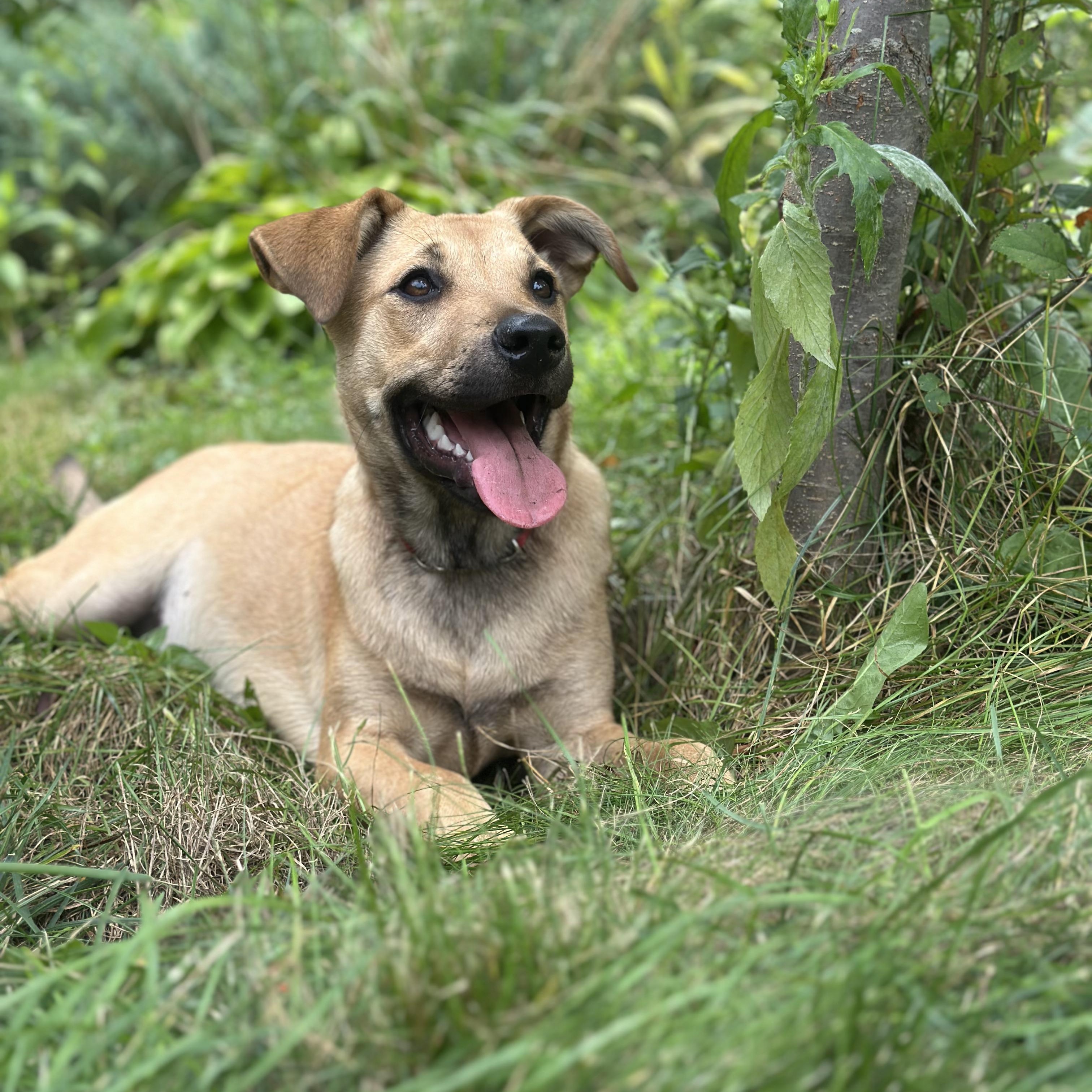 Enlarge Tilly, a Adoptable Labrador Retriever in Granby, MA image 2/2