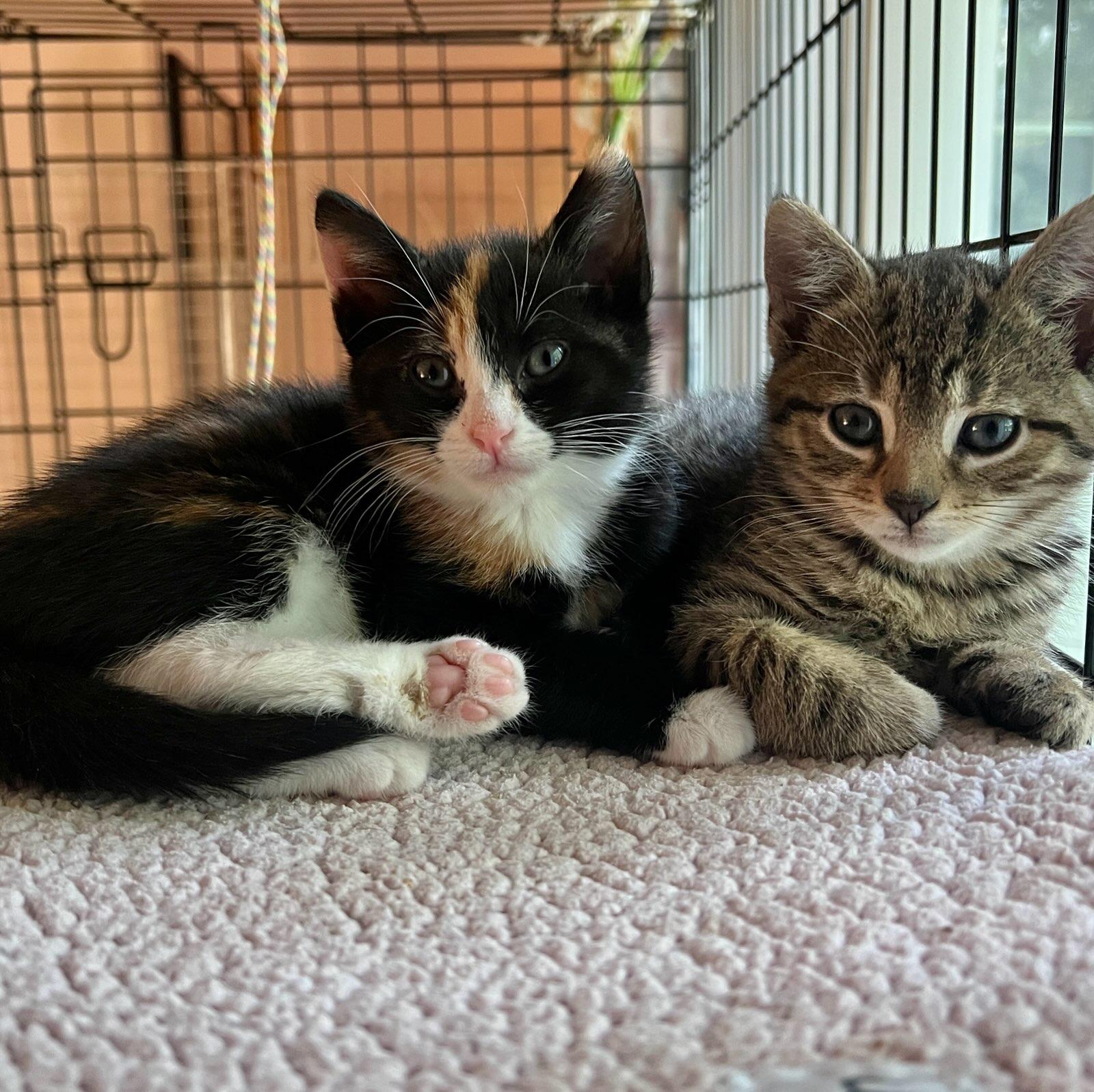 Tuna & Luna, adopted, Kitten Male Calico & Tabby.