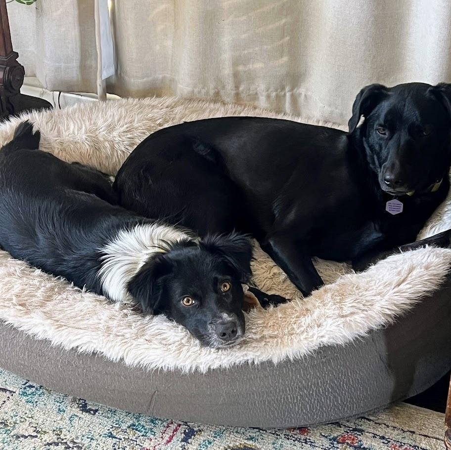 Sookie, Adoptable, Young Female Border Collie & Australian Shepherd.