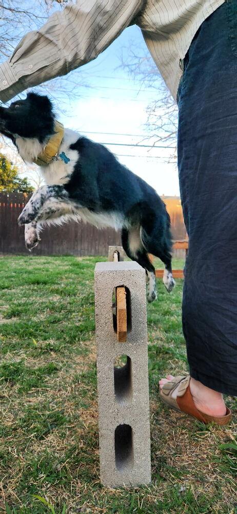 Enlarge Sookie, a Adoptable mixed breed in Richardson, TX image 2/6