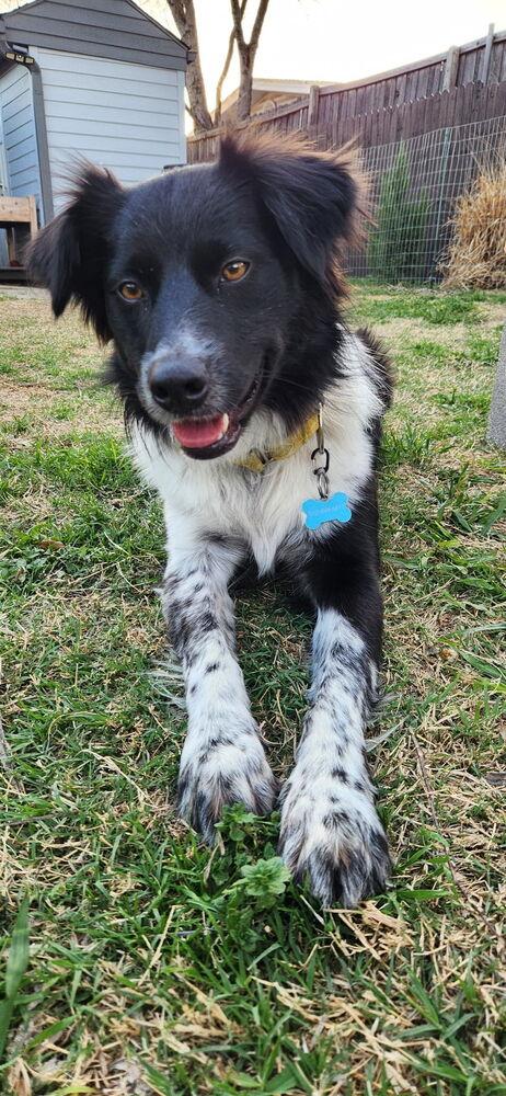 Enlarge Sookie, a Adoptable mixed breed in Richardson, TX image 3/6