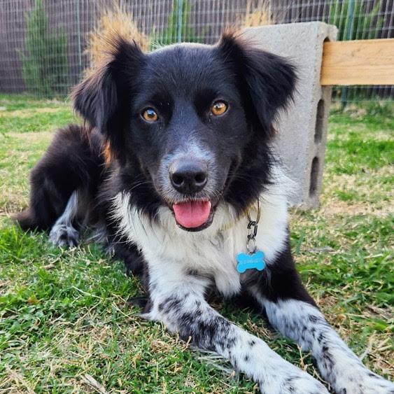 Enlarge Sookie, a Adoptable mixed breed in Richardson, TX image 4/6