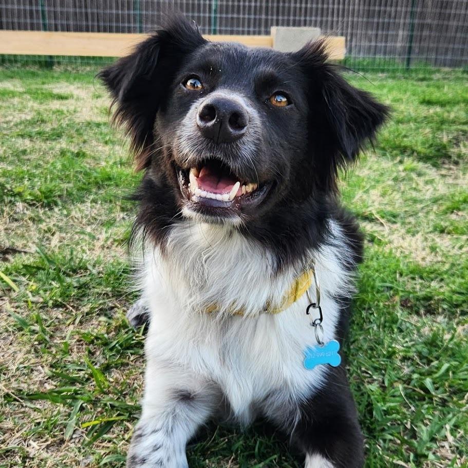 Enlarge Sookie, a Adoptable mixed breed in Richardson, TX image 5/6