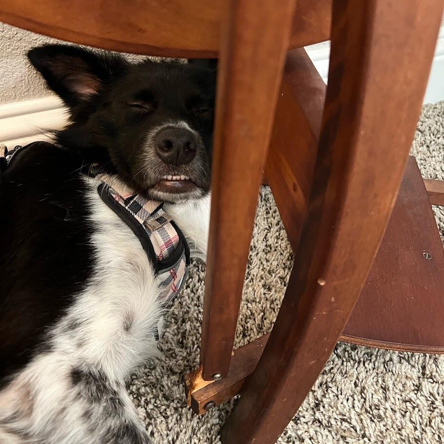 Enlarge Sookie, a Adoptable mixed breed in Richardson, TX image 6/6