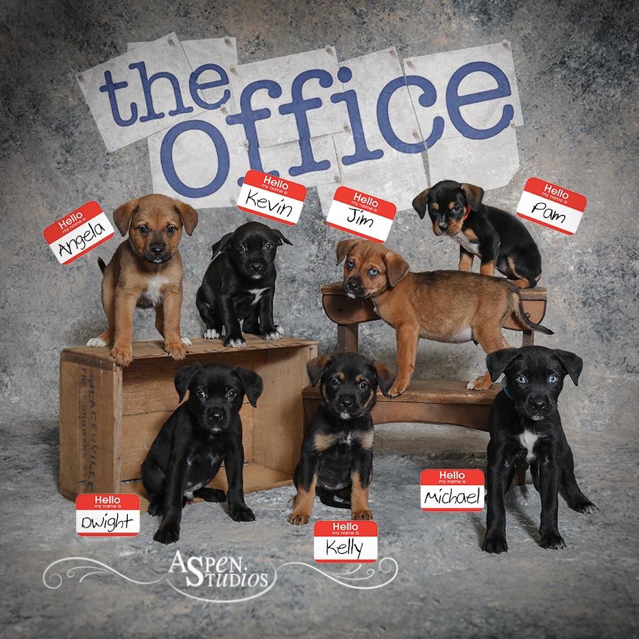 Dwight, Adoptable, Puppy Male Rottweiler & German Shepherd Dog.