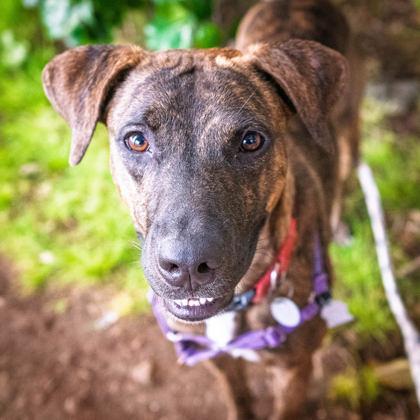 Elvis Presley, a Adoptable mixed breed in Honolulu, HI image 1/3