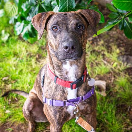 Elvis Presley, a Adoptable mixed breed in Honolulu, HI image 2/3