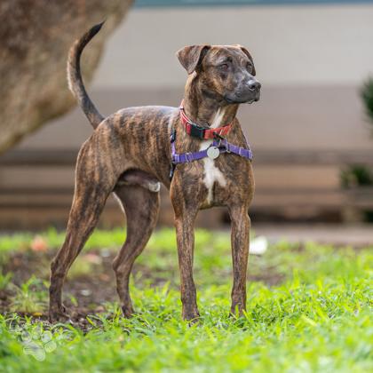 Elvis Presley, a Adoptable mixed breed in Honolulu, HI image 3/3