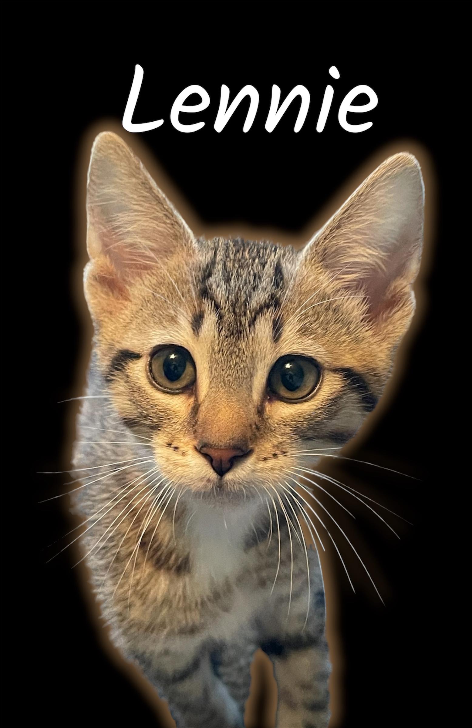 Enlarge Lennie, a ADOPTABLE Domestic Short Hair in Auburn, CA image 1/1