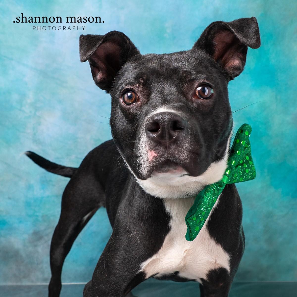 Frankie, Adoptable, Young Male Boston Terrier & Pit Bull Terrier.