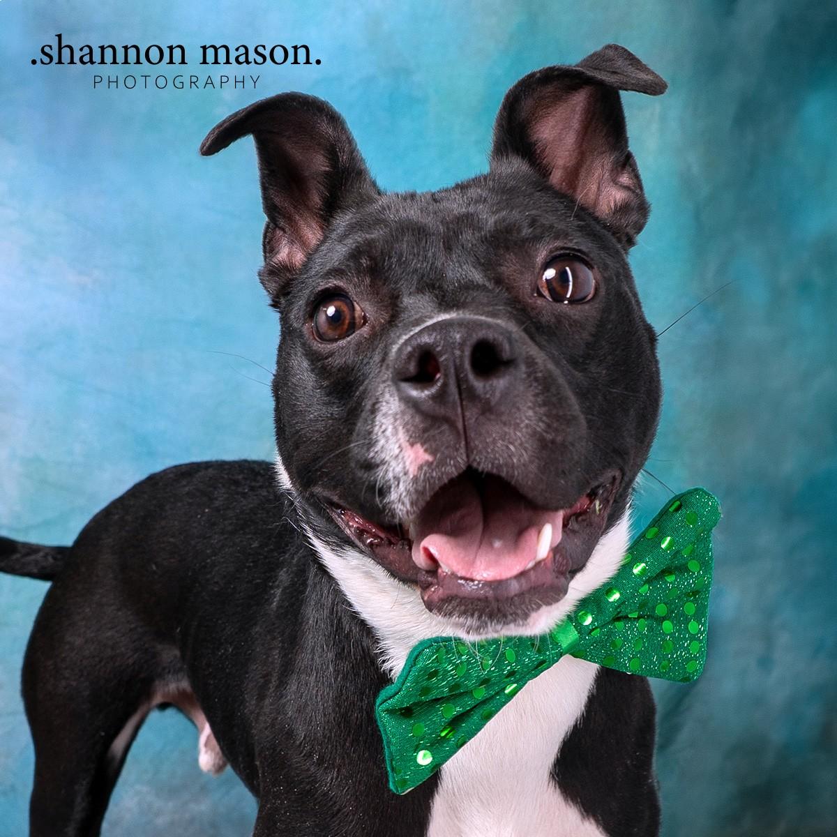 Enlarge Frankie, a Adoptable mixed breed in Las Vegas, NV image 4/4