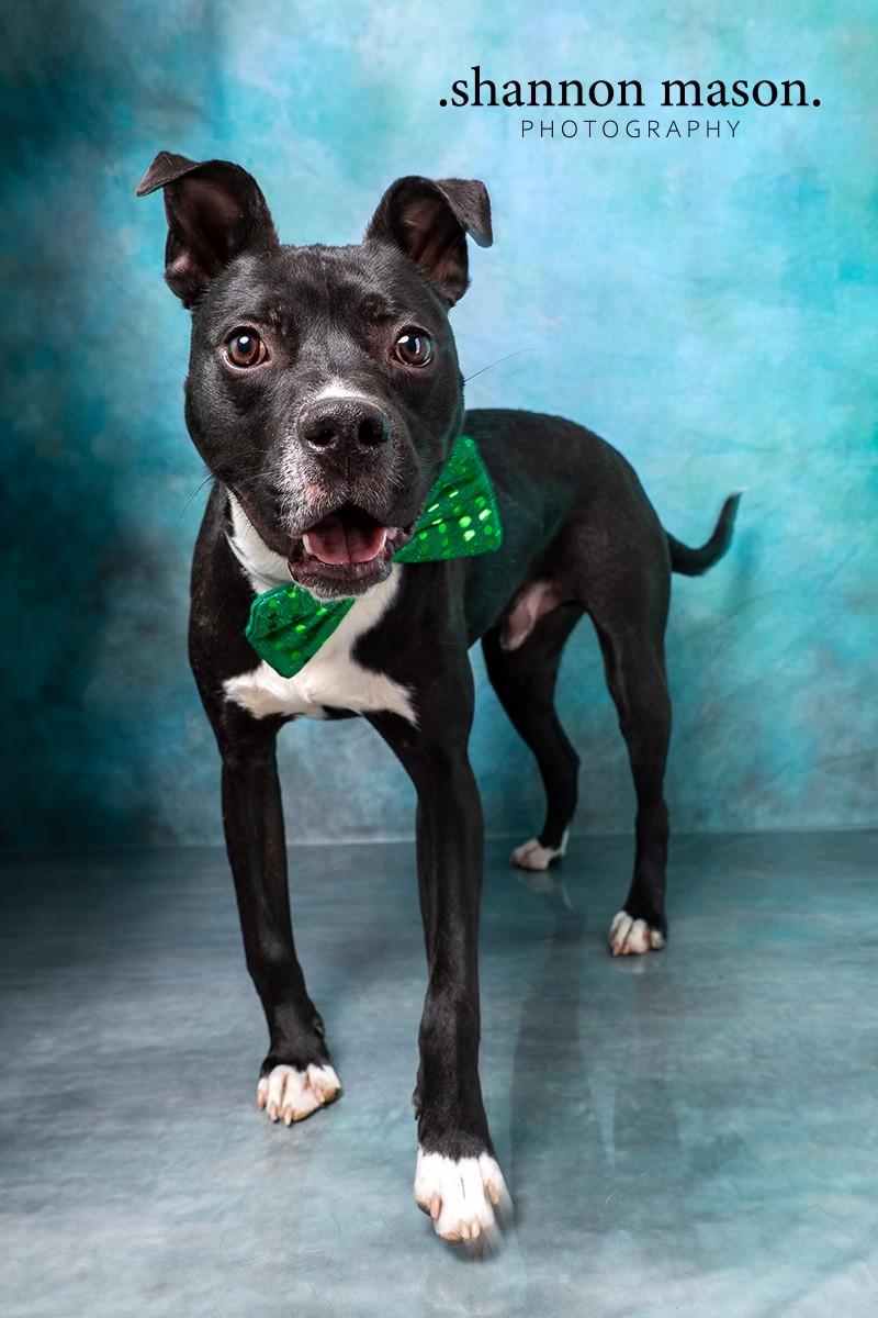 Enlarge Frankie, a Adoptable mixed breed in Las Vegas, NV image 2/4