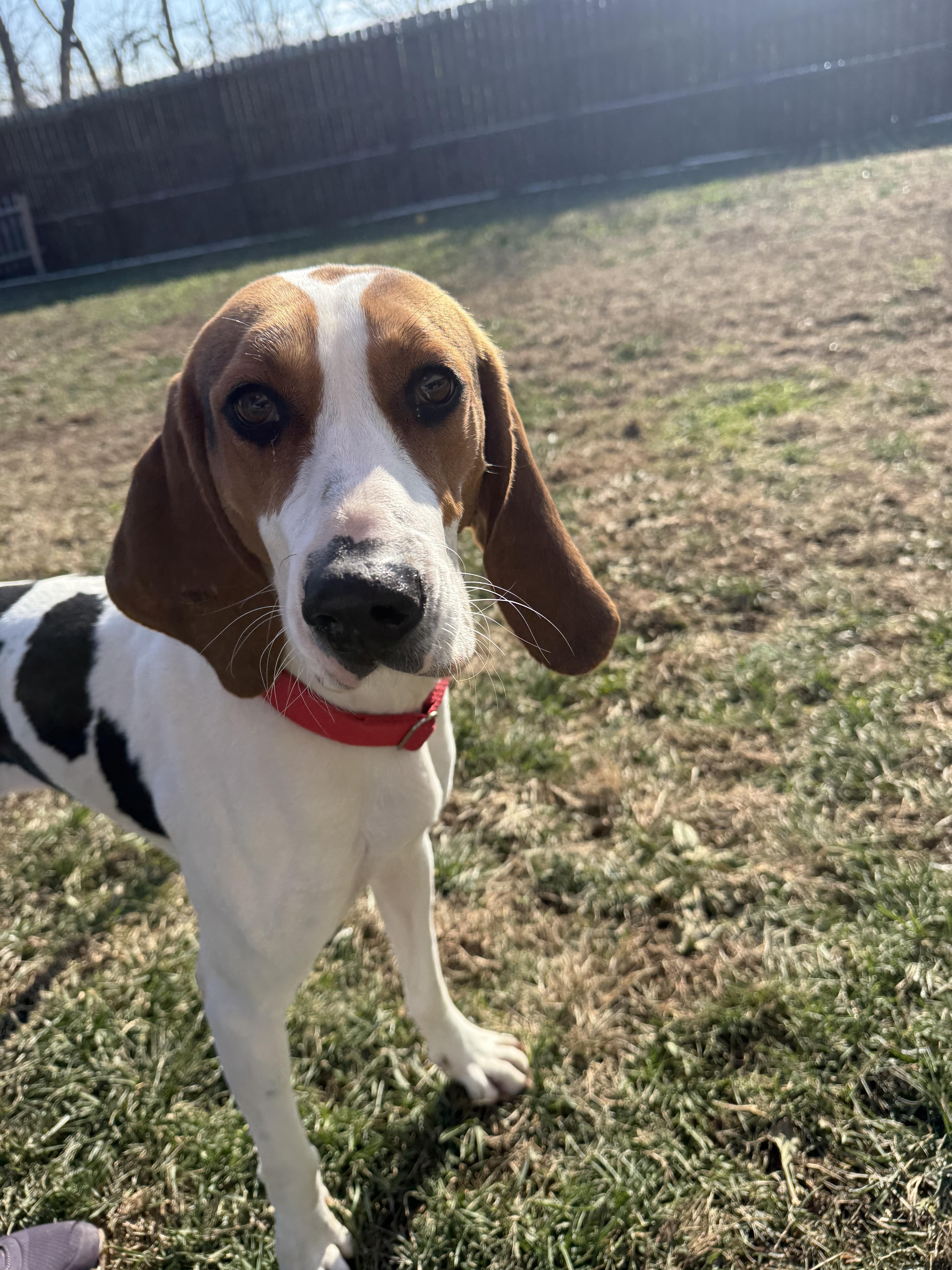 Juniper, ADOPTABLE, Adult Female American Foxhound.