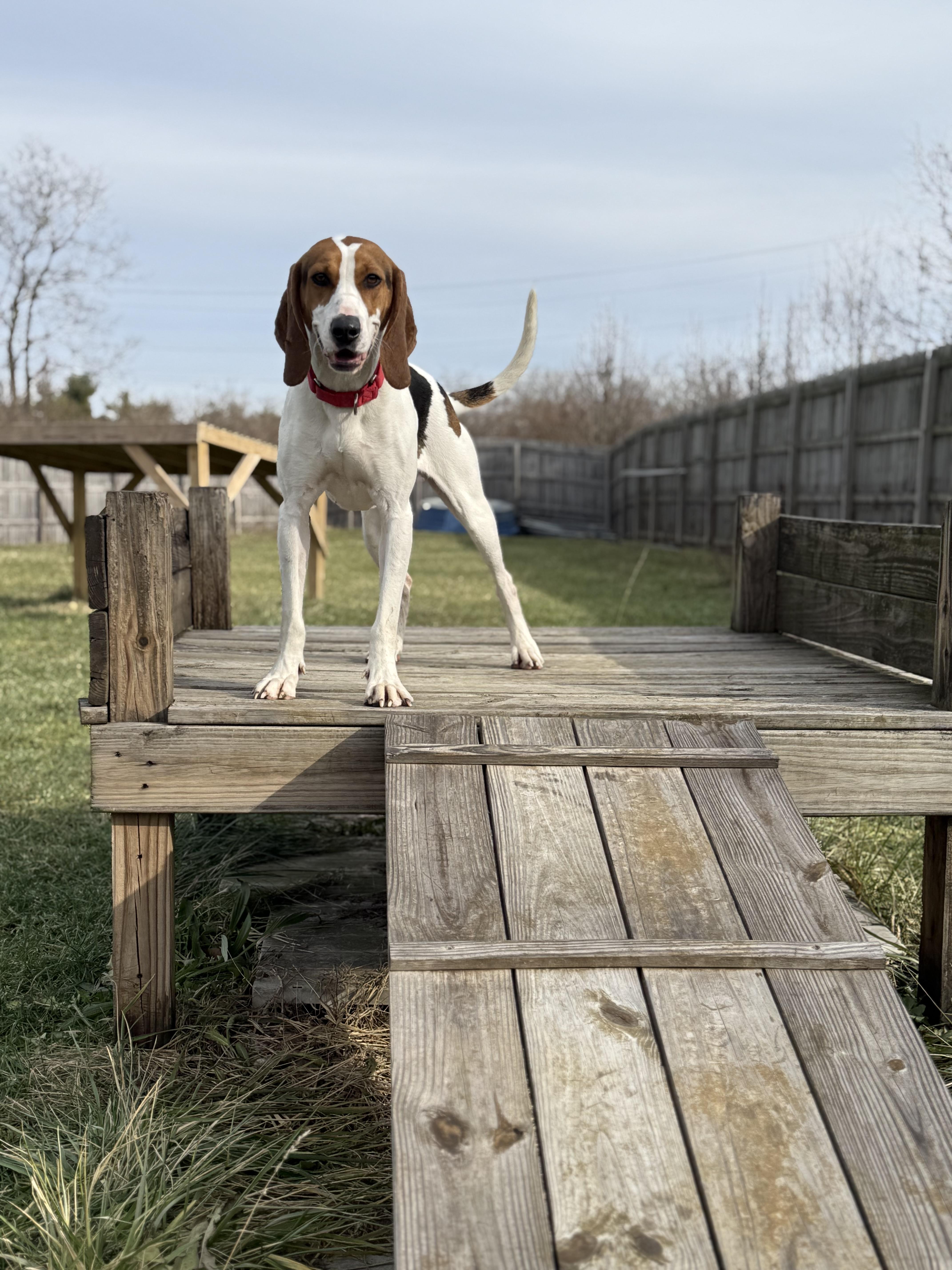 Enlarge Juniper, a ADOPTABLE mixed breed in Monroe, OH image 6/6