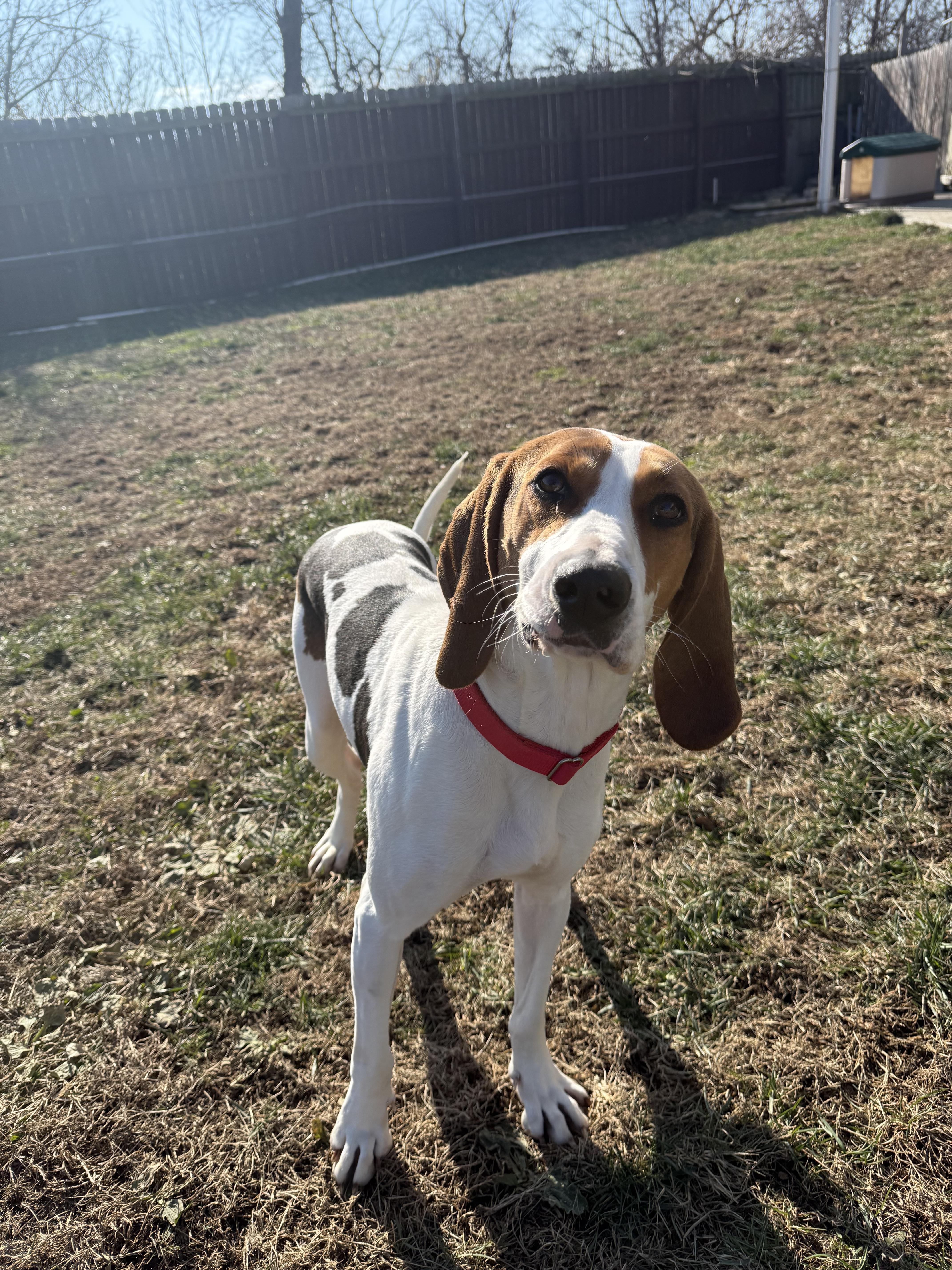 Juniper, a ADOPTABLE mixed breed in Monroe, OH image 2/5