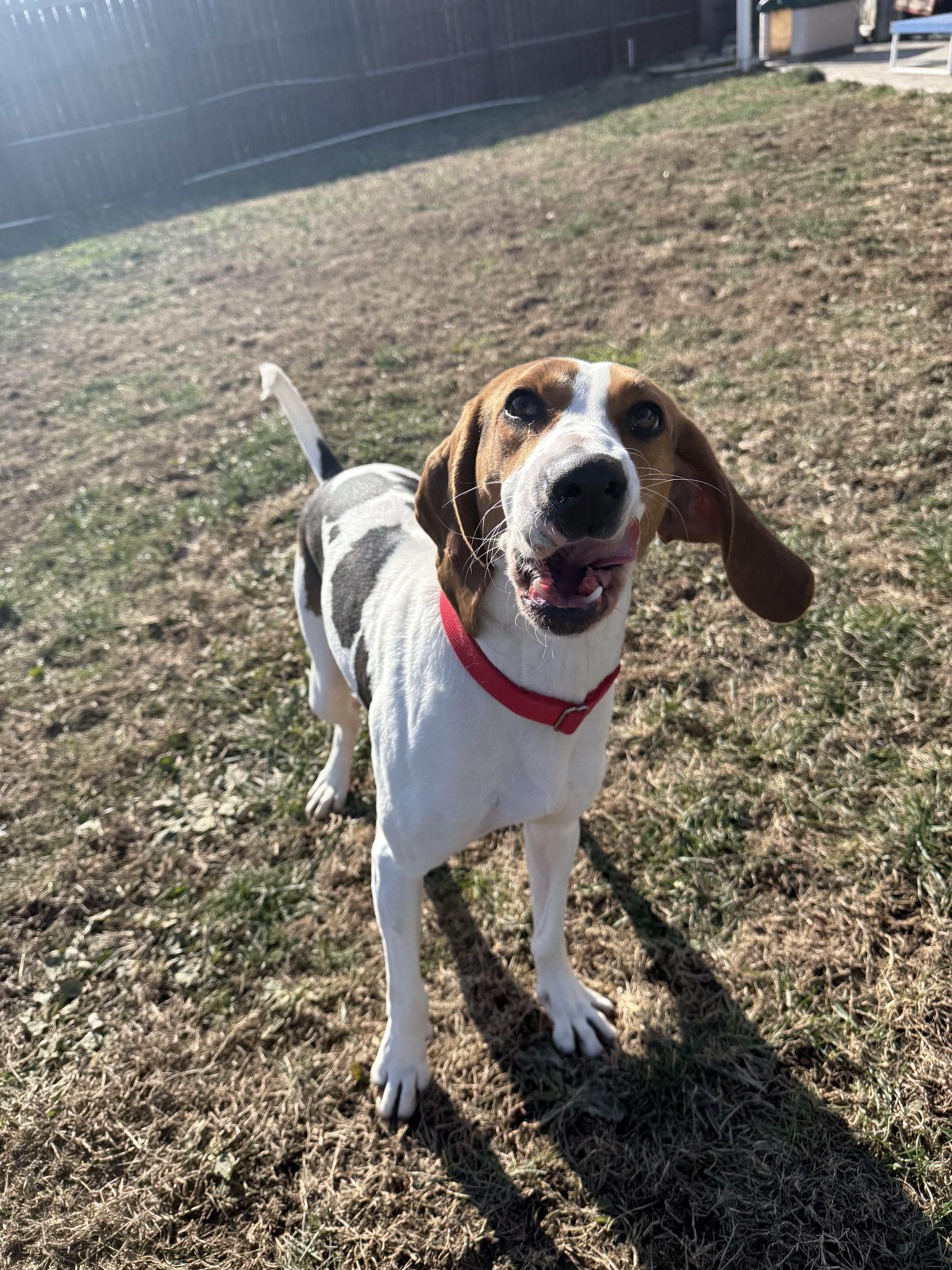 Juniper, a ADOPTABLE mixed breed in Monroe, OH image 3/5