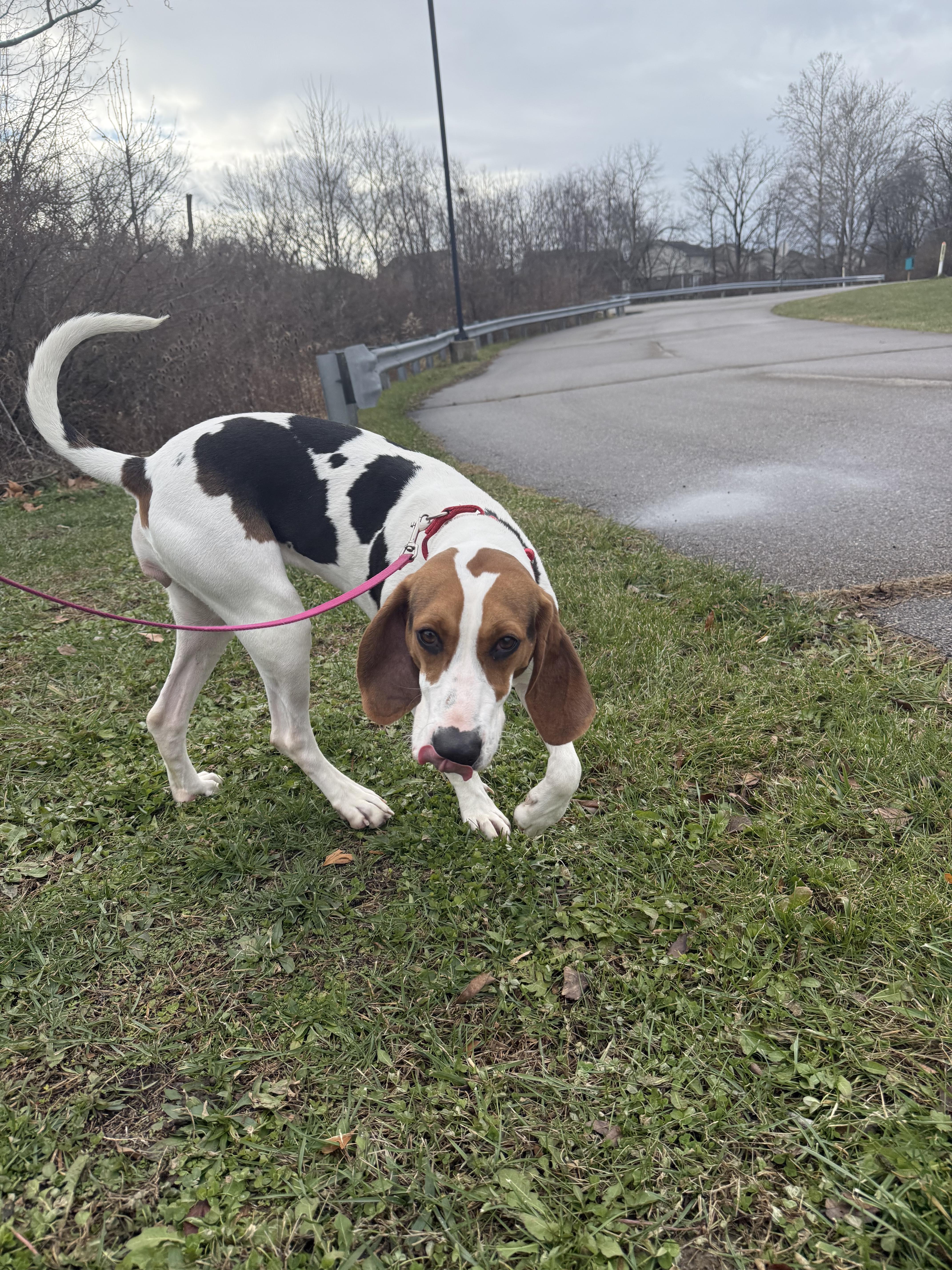 Juniper, a ADOPTABLE mixed breed in Monroe, OH image 4/5