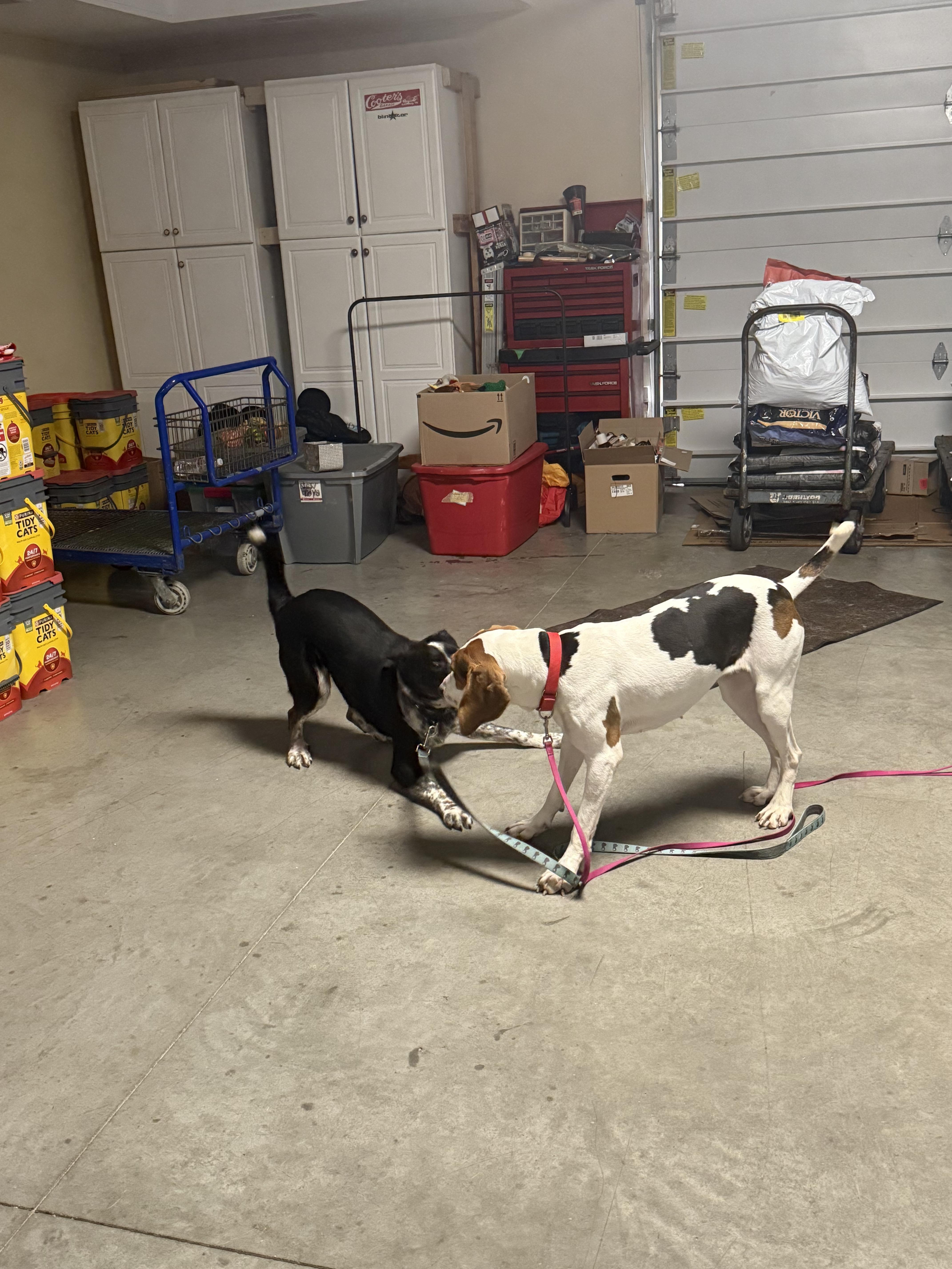 Juniper, a ADOPTABLE mixed breed in Monroe, OH image 5/5