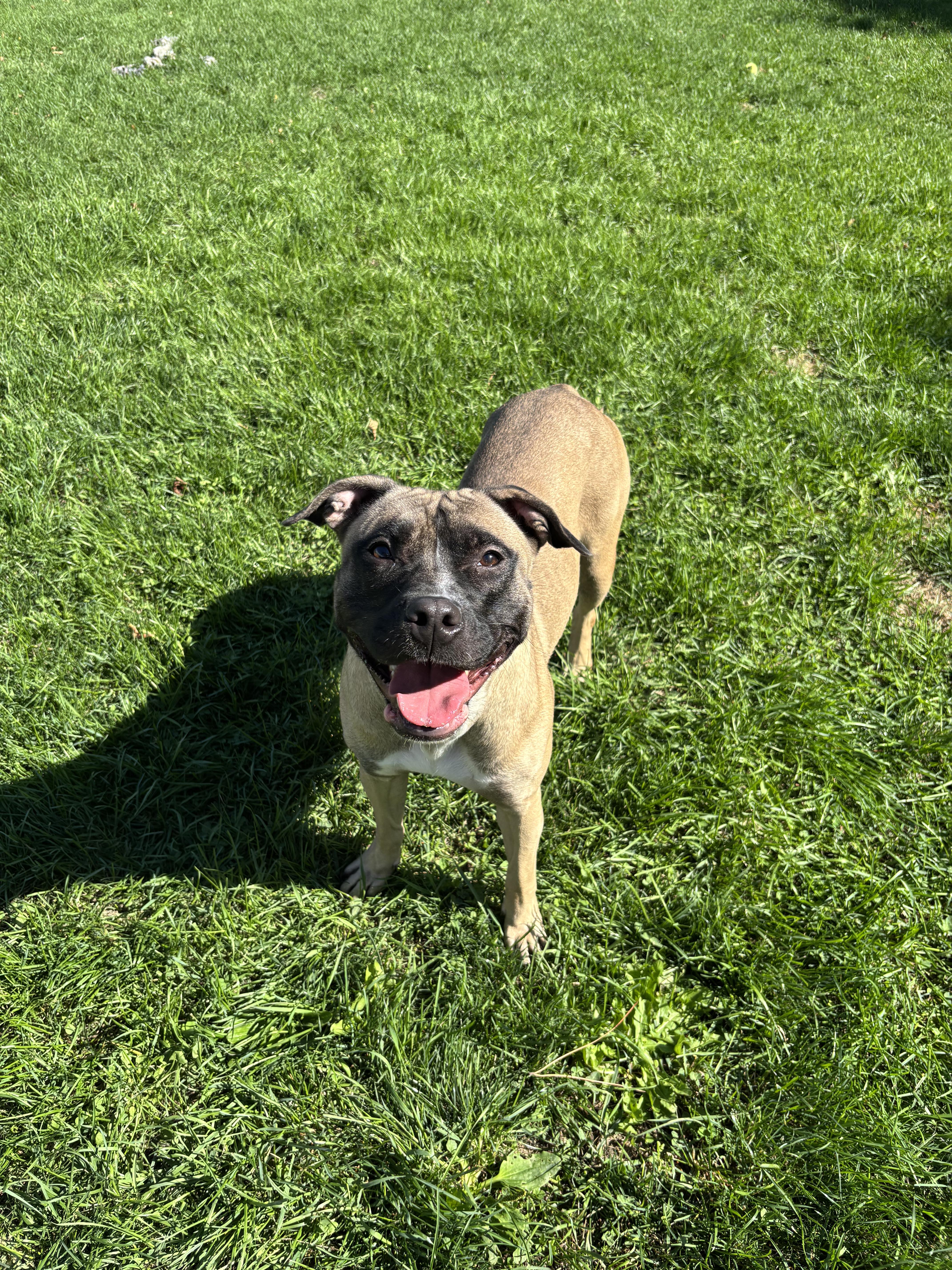 Boo, Adoptable, Adult Female Black Mouth Cur & American Bully.