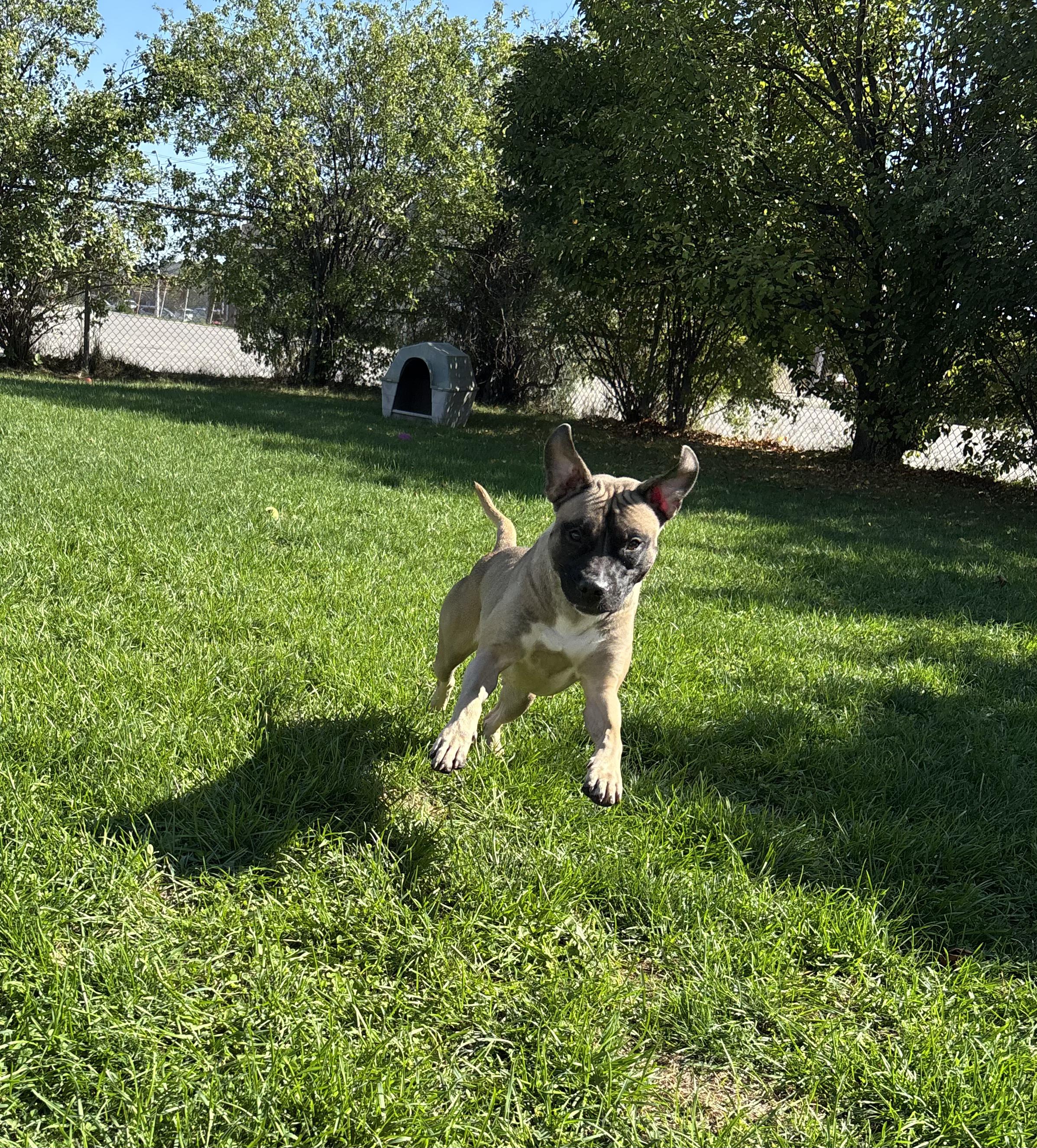 Boo, a Adoptable mixed breed in Mississauga, ON image 2/3