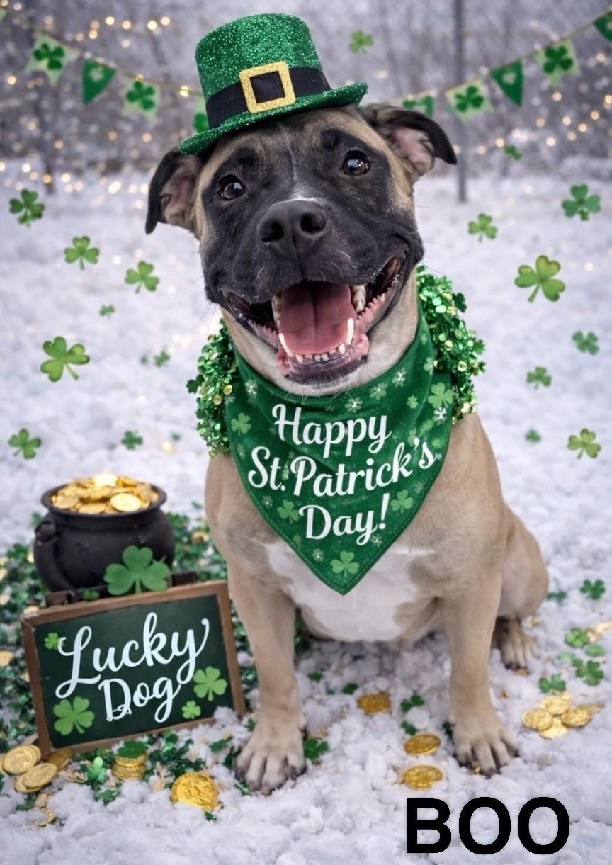 Boo, adoptable, Adult Female Black Mouth Cur & American Bully.