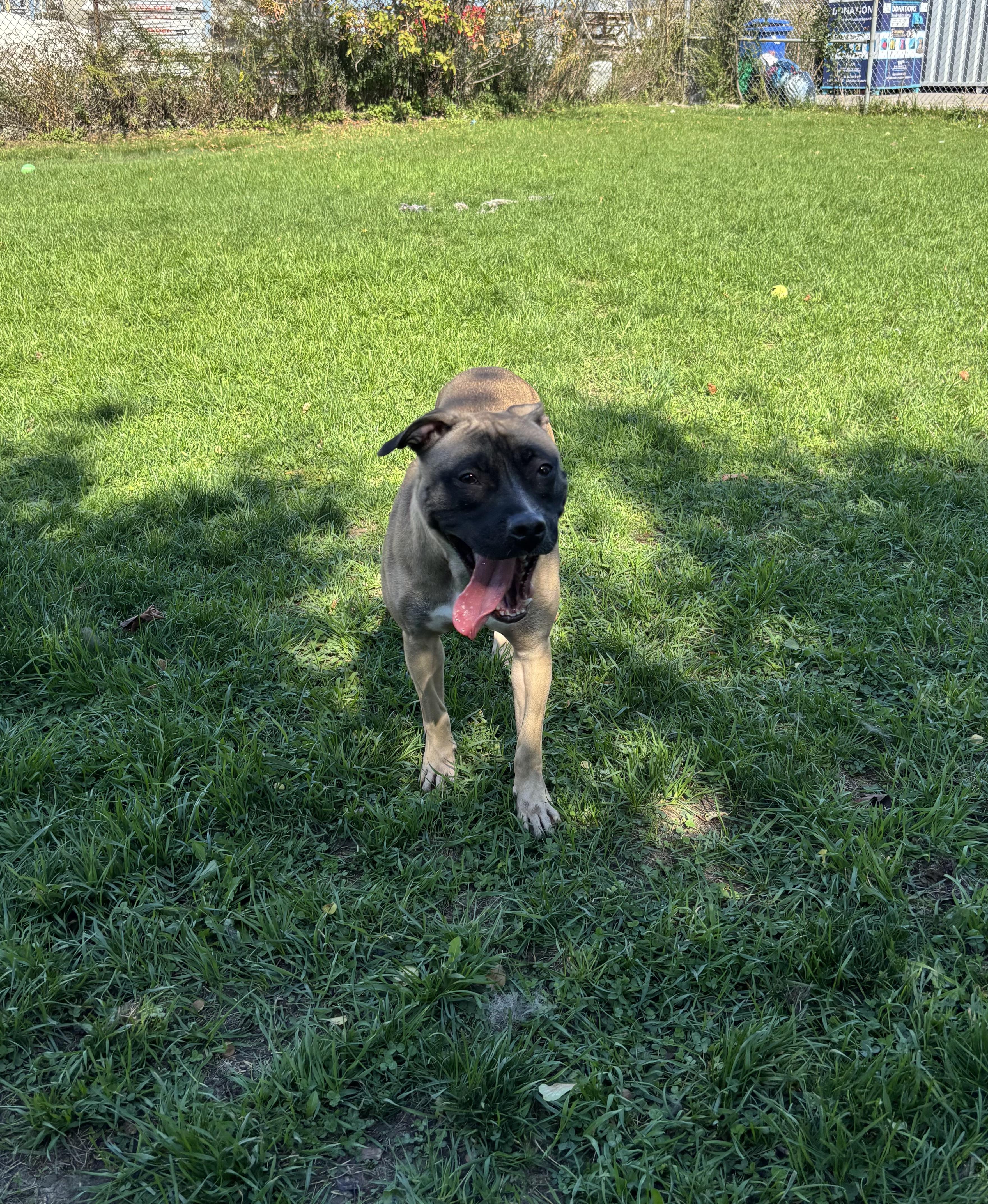 Boo, a Adoptable mixed breed in Mississauga, ON image 3/3