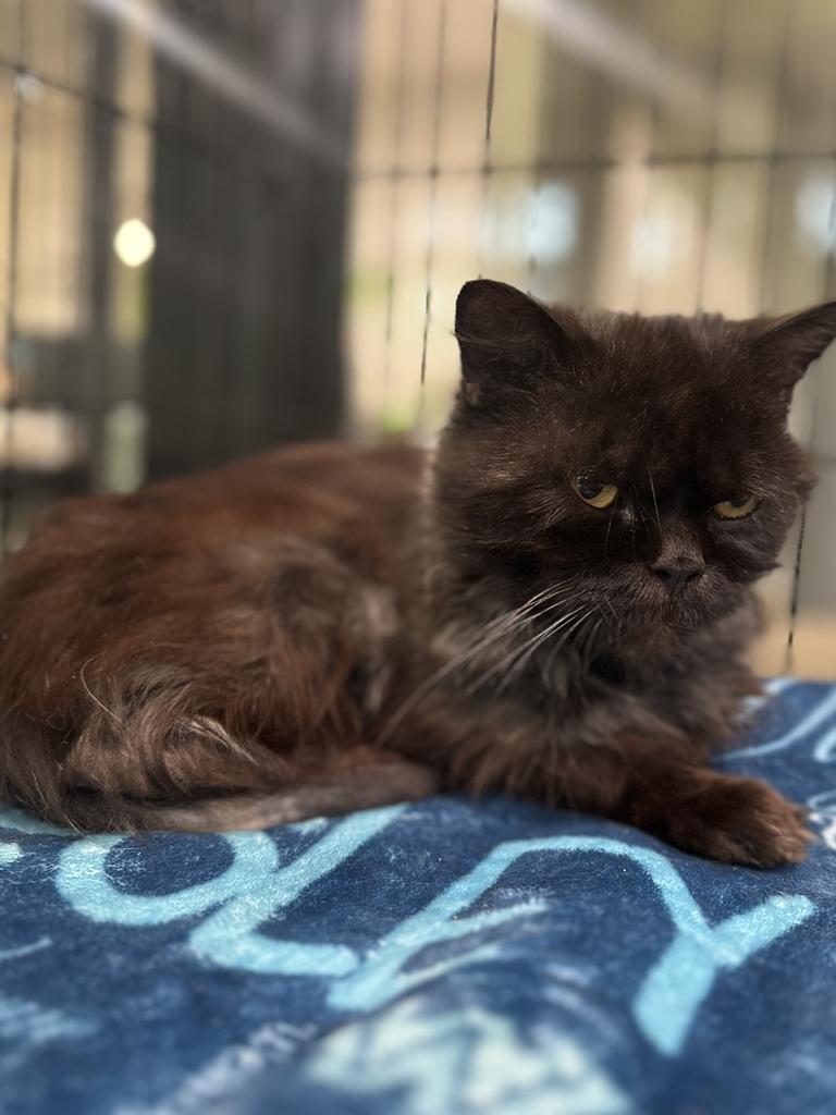 Reginald, an adoptable Persian in Jackson, MI image 3/3