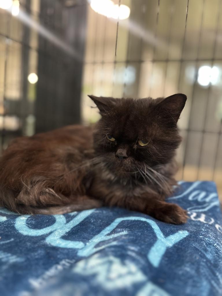 Reginald, an adoptable Persian in Jackson, MI image 2/3