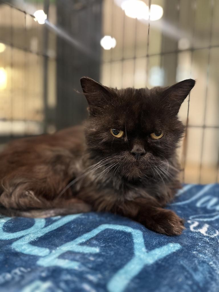Reginald, an adoptable Persian in Jackson, MI image 1/3