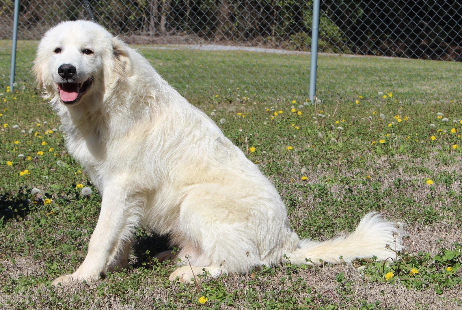 Enlarge Casper 43114, a Adoptable Great Pyrenees in Prattville, AL image 2/3