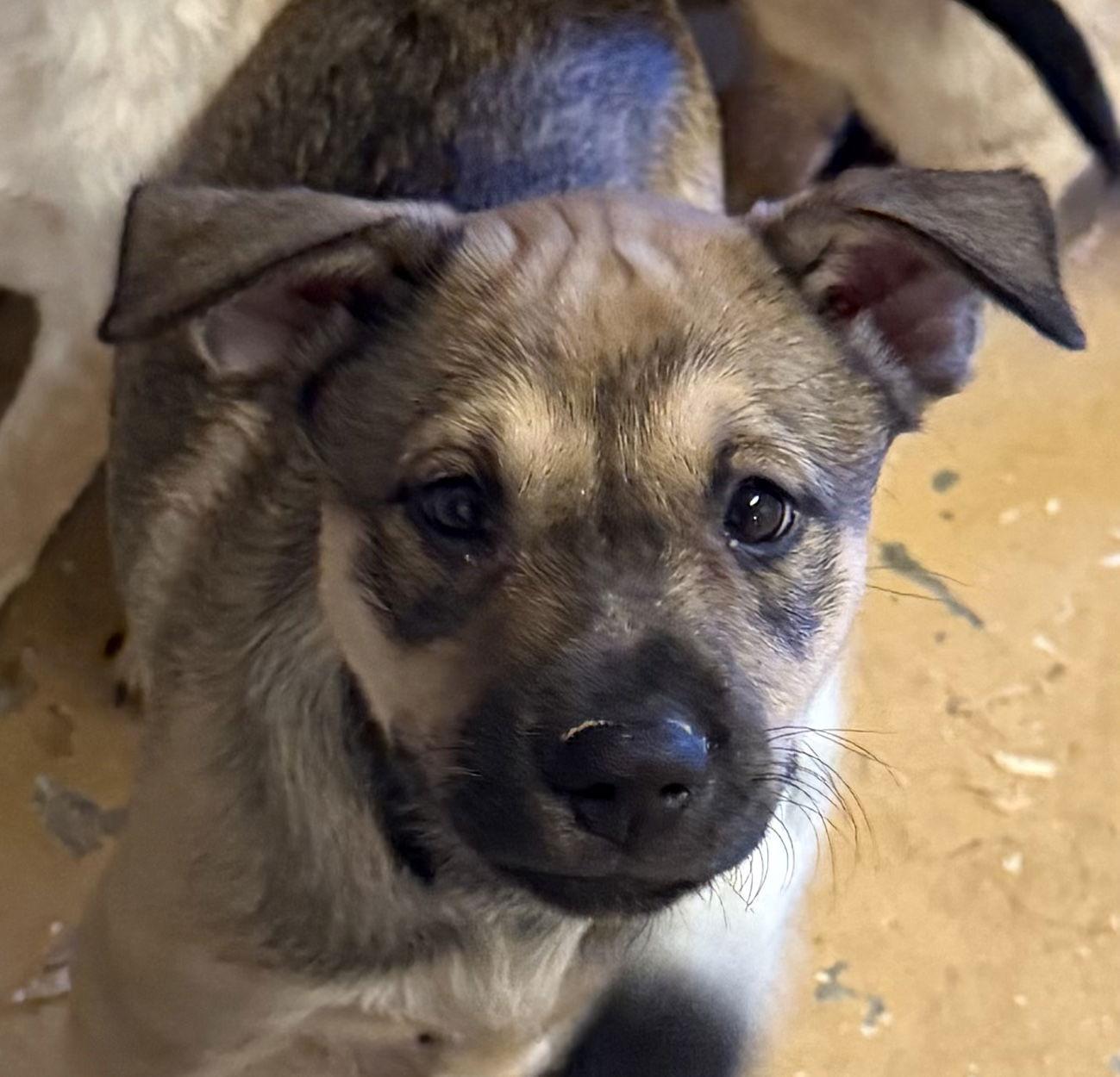 Jyn, Adopted, Puppy Female Shepherd & Labrador Retriever.