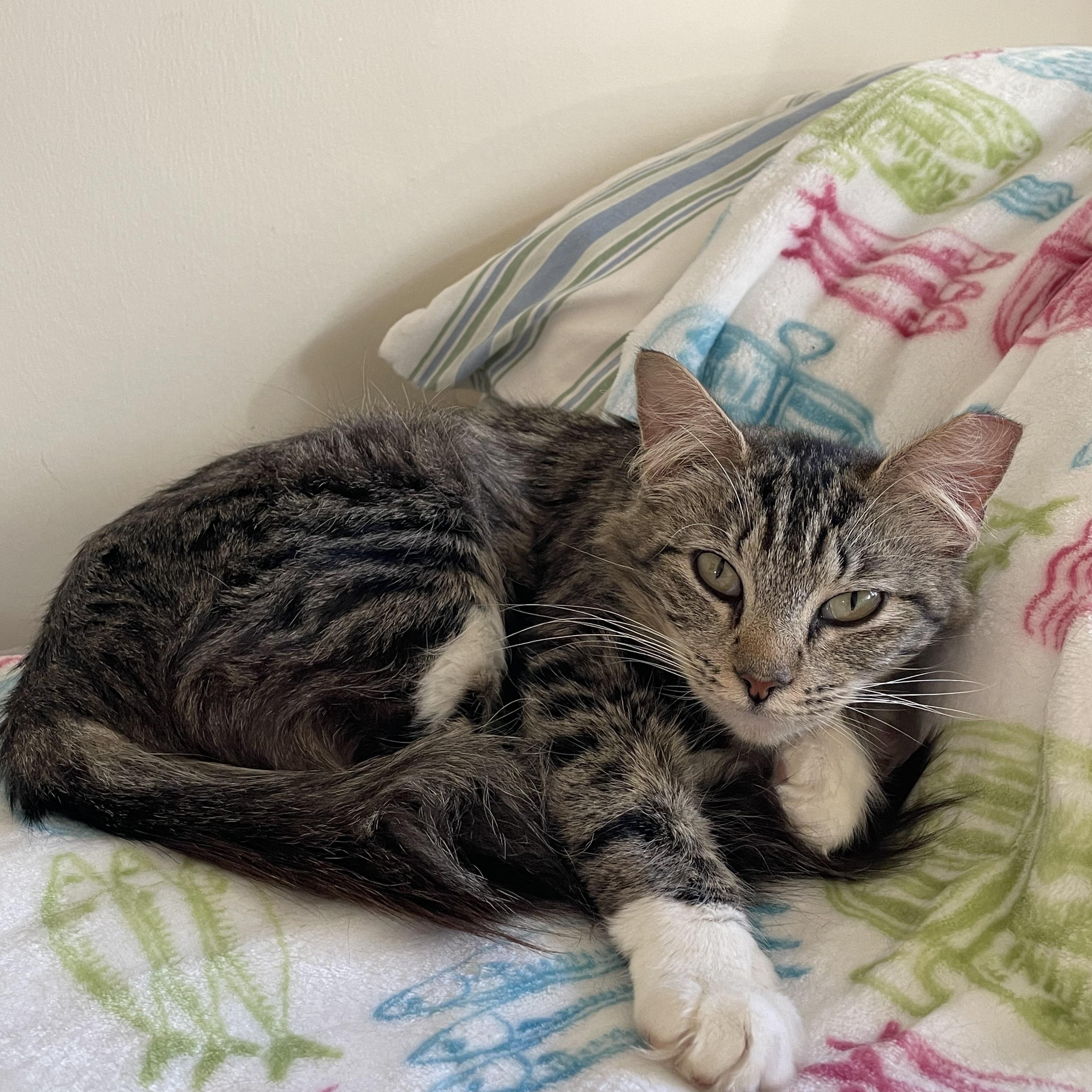 Enlarge Marmoset, a Adoptable Domestic Medium Hair in San Luis Obispo, CA image 2/5