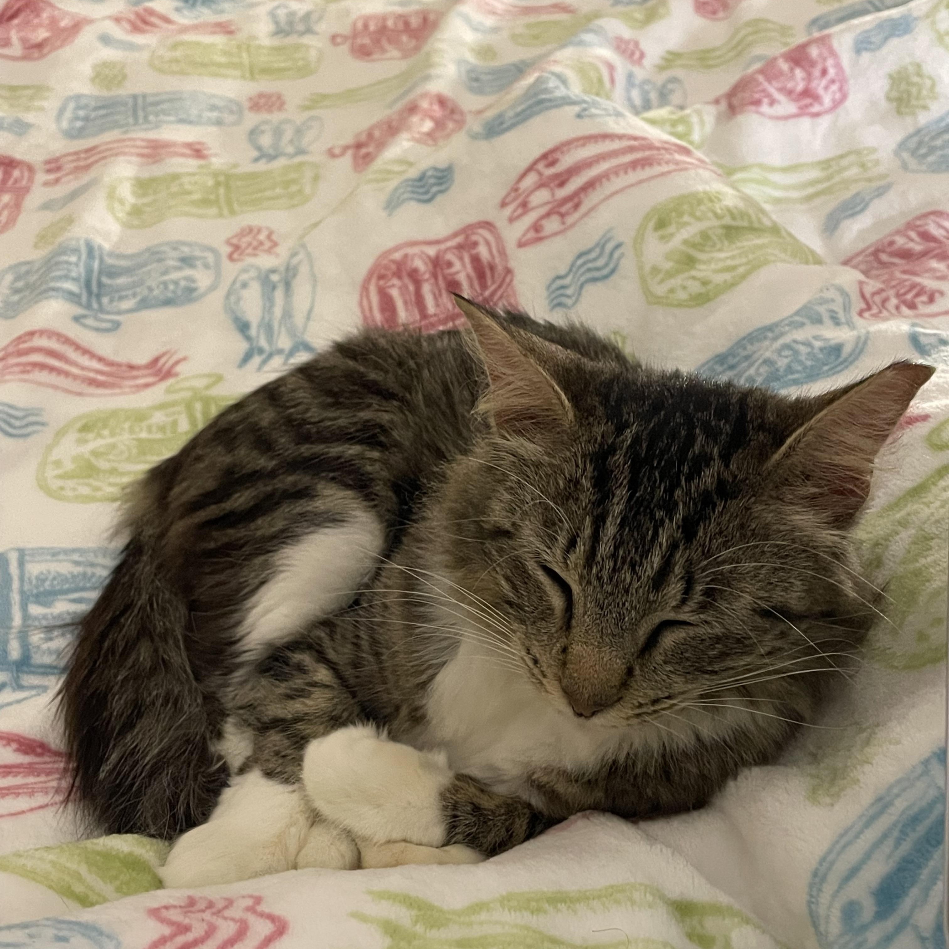 Enlarge Marmoset, a Adoptable Domestic Medium Hair in San Luis Obispo, CA image 4/5
