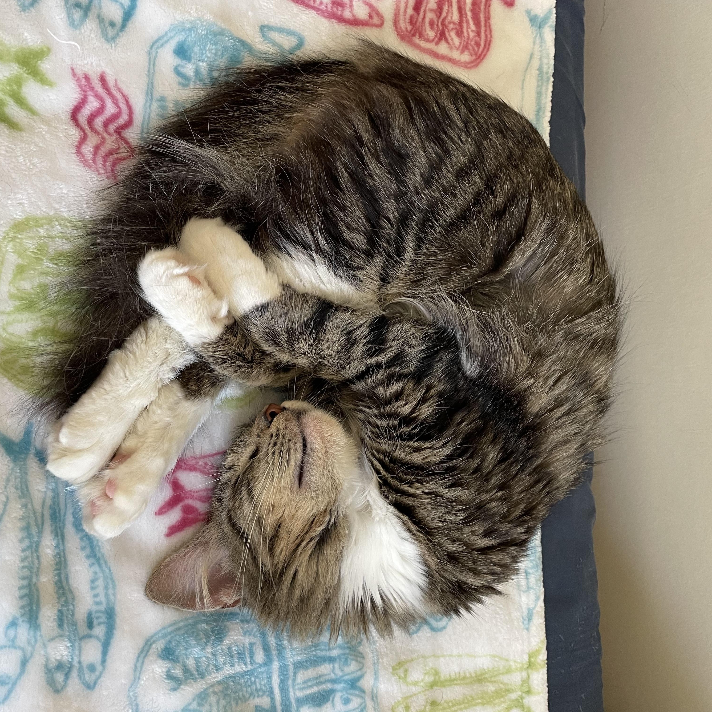 Enlarge Marmoset, a Adoptable Domestic Medium Hair in San Luis Obispo, CA image 5/5