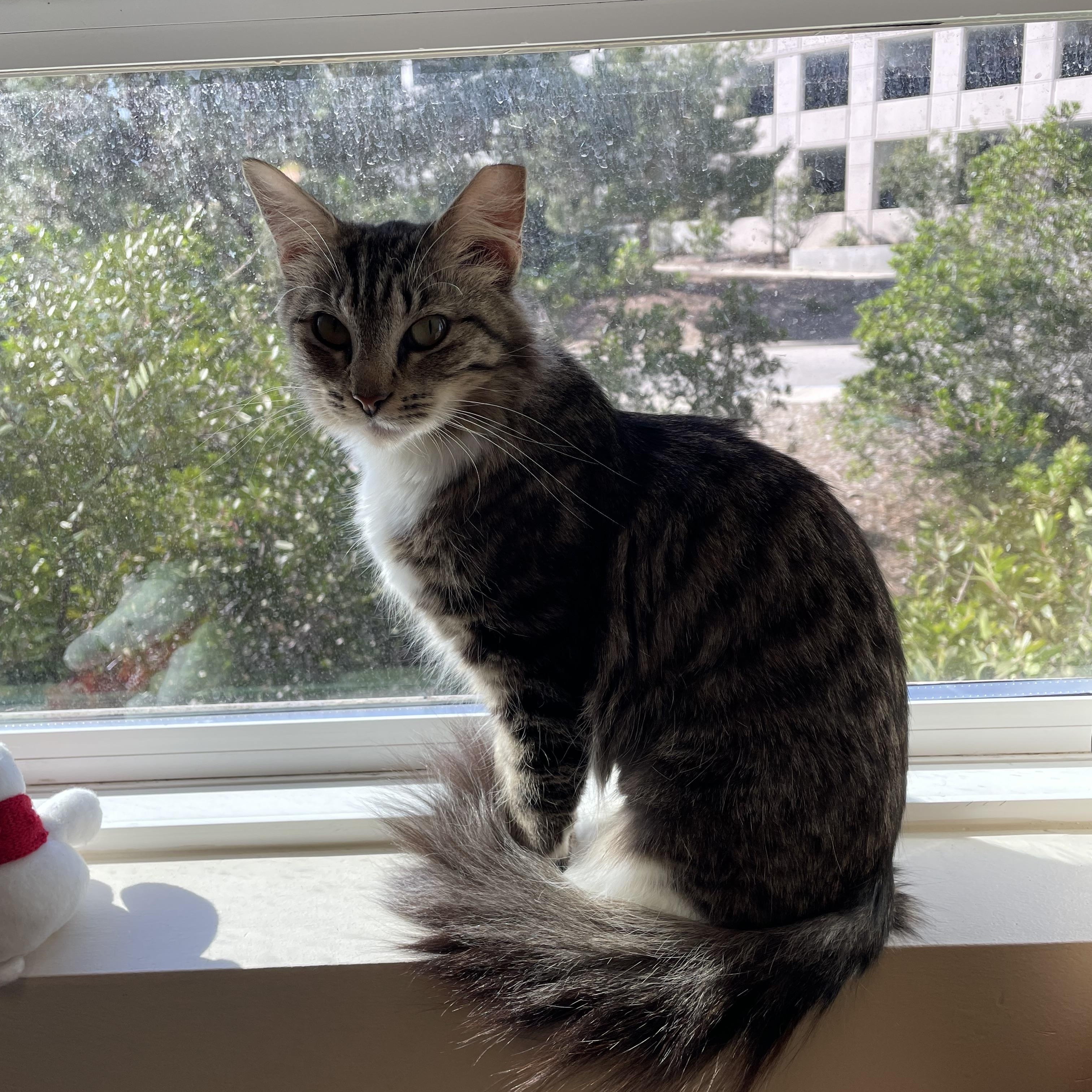 Marmoset, Adoptable, Young Female Domestic Medium Hair.