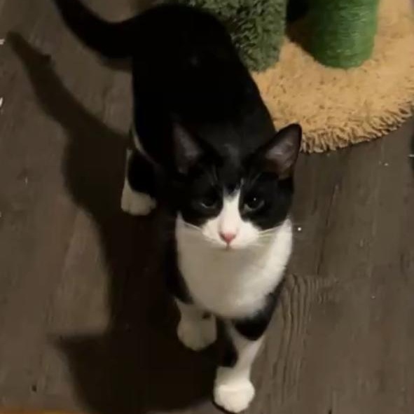 Enlarge Clooney, a Adopted mixed breed in Bellingham, WA image 6/6