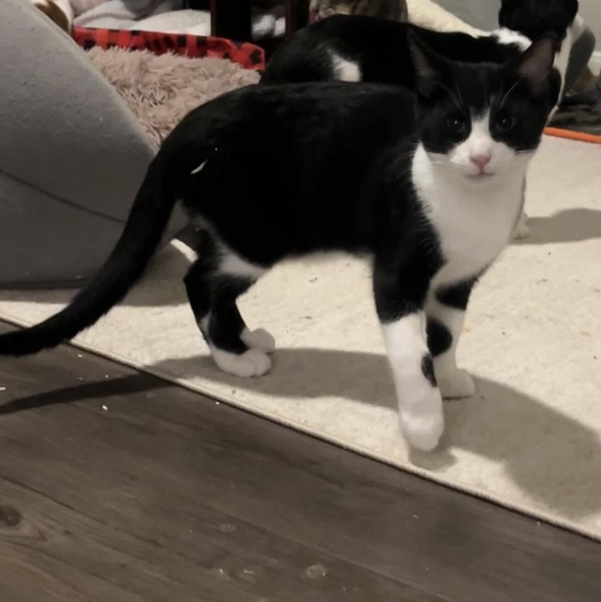 Enlarge Clooney, a Adopted mixed breed in Bellingham, WA image 5/6