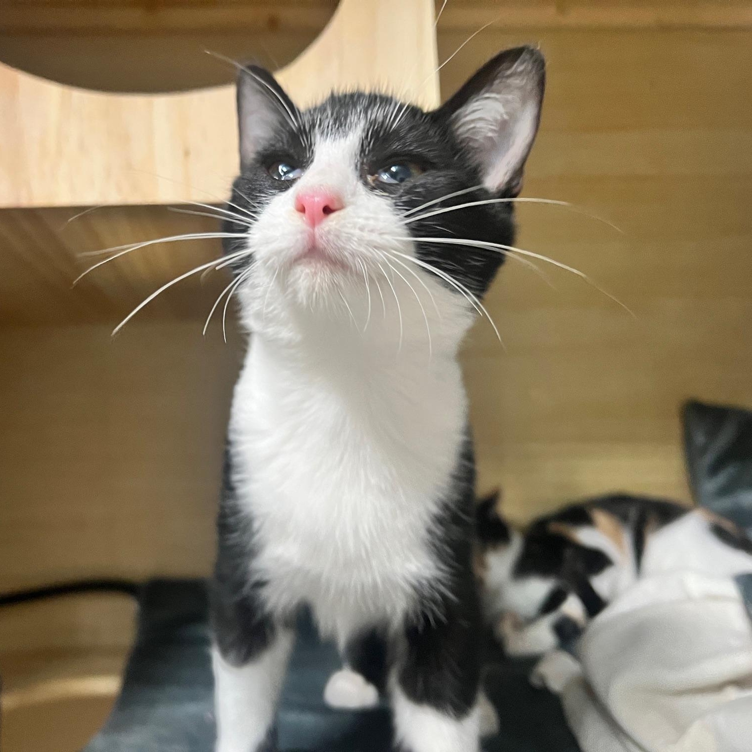 Enlarge Clooney, a Adopted mixed breed in Bellingham, WA image 3/6