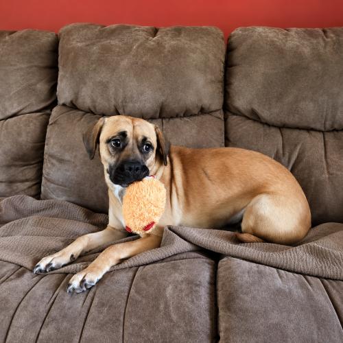 Rose, Adoptable, Young Female Labrador Retriever & Mixed Breed.
