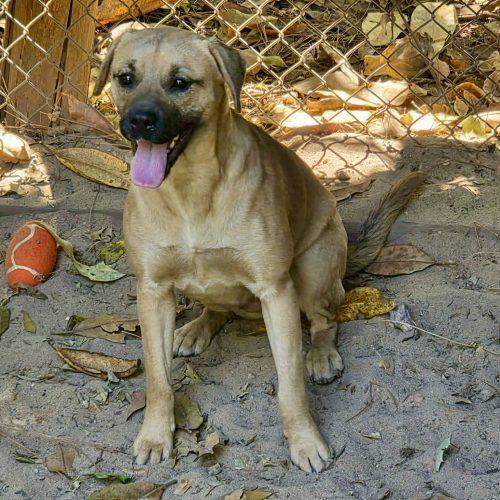Enlarge Rose, a Adoptable mixed breed in Sanford, NC image 2/6