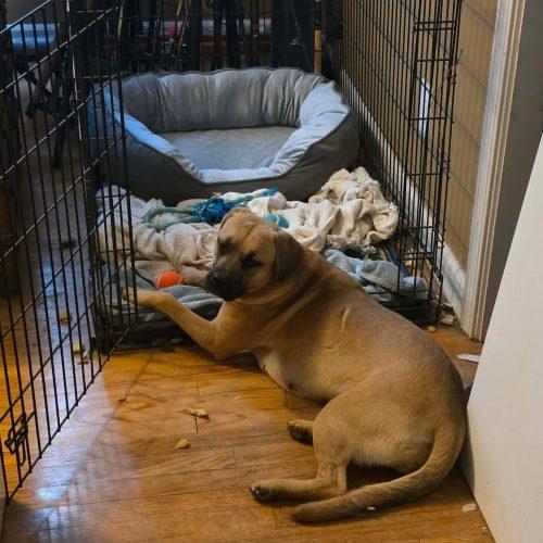 Enlarge Rose, a Adoptable mixed breed in Sanford, NC image 3/6