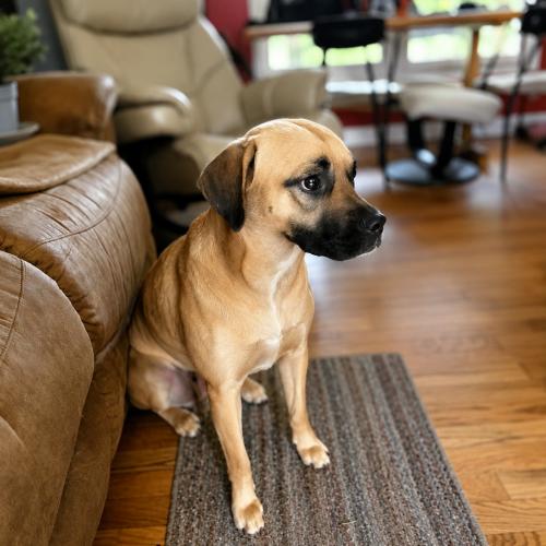 Enlarge Rose, a Adoptable mixed breed in Sanford, NC image 4/6